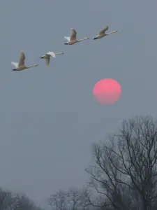 432 蕪栗沼の冬景色