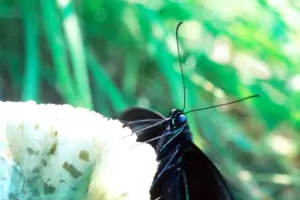 13 クロアゲハ
