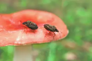21 不明な昆虫