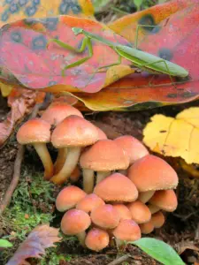 03 カマキリ