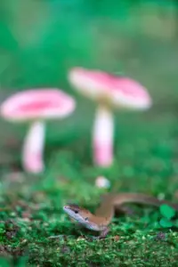 17 カナギチョウ