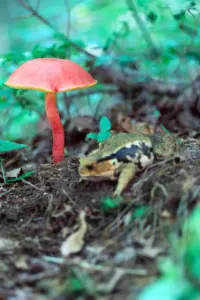 23 ガマガエル