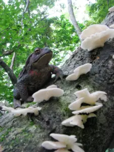 30 ガマガエル