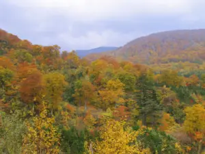 239 泉ヶ岳の紅葉