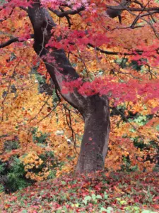 190 県民の森の紅葉