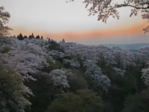 042 県民の森の春