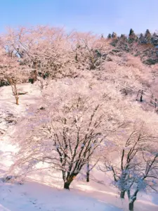 307 県民の森の雪景色