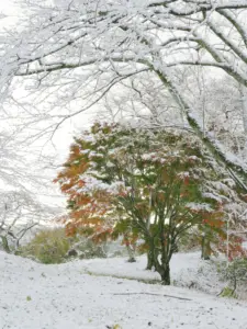 205 県民の森の雪景色