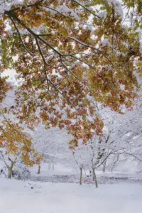 332 県民の森雪景色