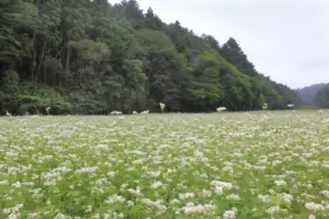 086 東松島市そば畑