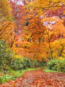 253 船形山の紅葉