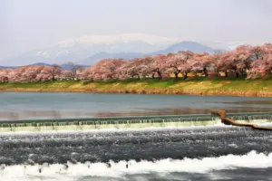 079 大河原千本桜2014