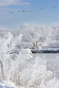 420 蕪栗沼の冬景色