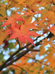 145 奥新川南沢の紅葉