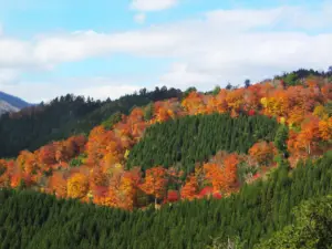 242 泉ヶ岳の紅葉