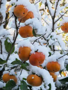 274 鶴ヶ谷北柿の雪景色