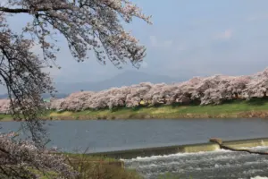 070 大河原千本桜