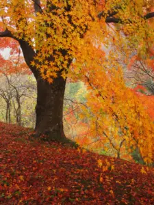 196 県民の森の紅葉2003