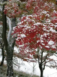 203 県民の森の雪景色