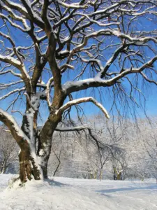 315 県民の森の雪景色