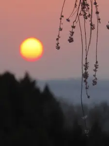 046 県民の森の春