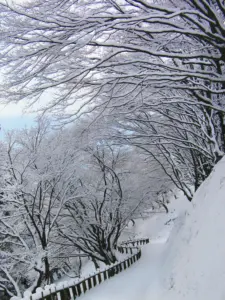 310 県民の森の雪景色