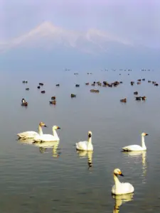 393 猪苗代湖の冬景色