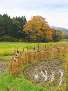 277 富谷市田園の秋