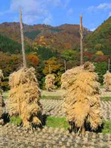 169 栗駒の田園風景