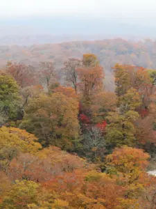 140 奥新川の紅葉