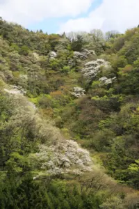 023 宮崎の渓谷の山桜