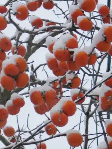 271 鶴ヶ谷北の初雪2000