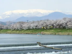 076 大河原千本桜