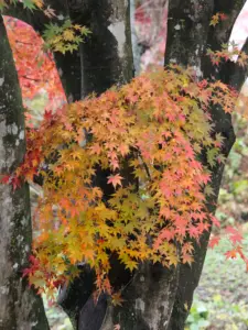 187 県民の森の紅葉