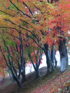 181 県民の森の紅葉