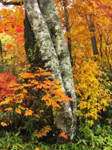 250 船形山の紅葉