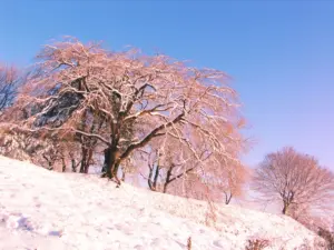 308 県民の森の雪景色