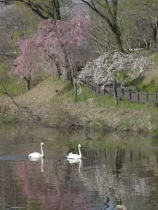 085 鶴ヶ谷公園の春