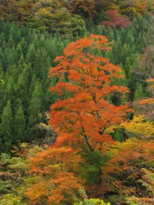 165 栗駒の紅葉