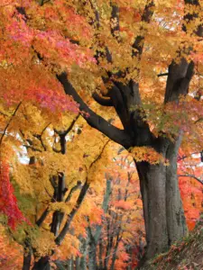 192 県民の森の紅葉