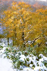 244 泉ヶ岳の雪景色