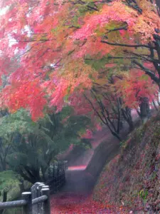 179 県民の森の紅葉