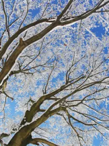 319 県民の森の雪景色