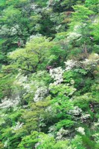 064 秋保馬場高倉山のシロヤシオ