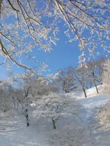 320 県民の森の雪景色