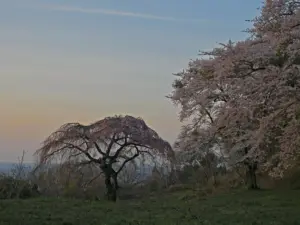 047 県民の森の春