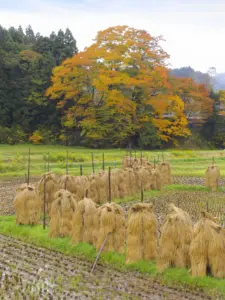 279 富谷市田園の秋景色