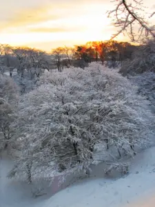 311 県民の森の雪景色