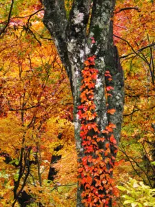 254 船形山の紅葉