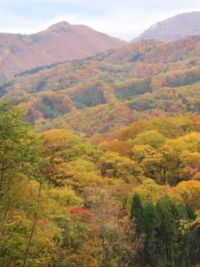 240 泉ヶ岳の紅葉